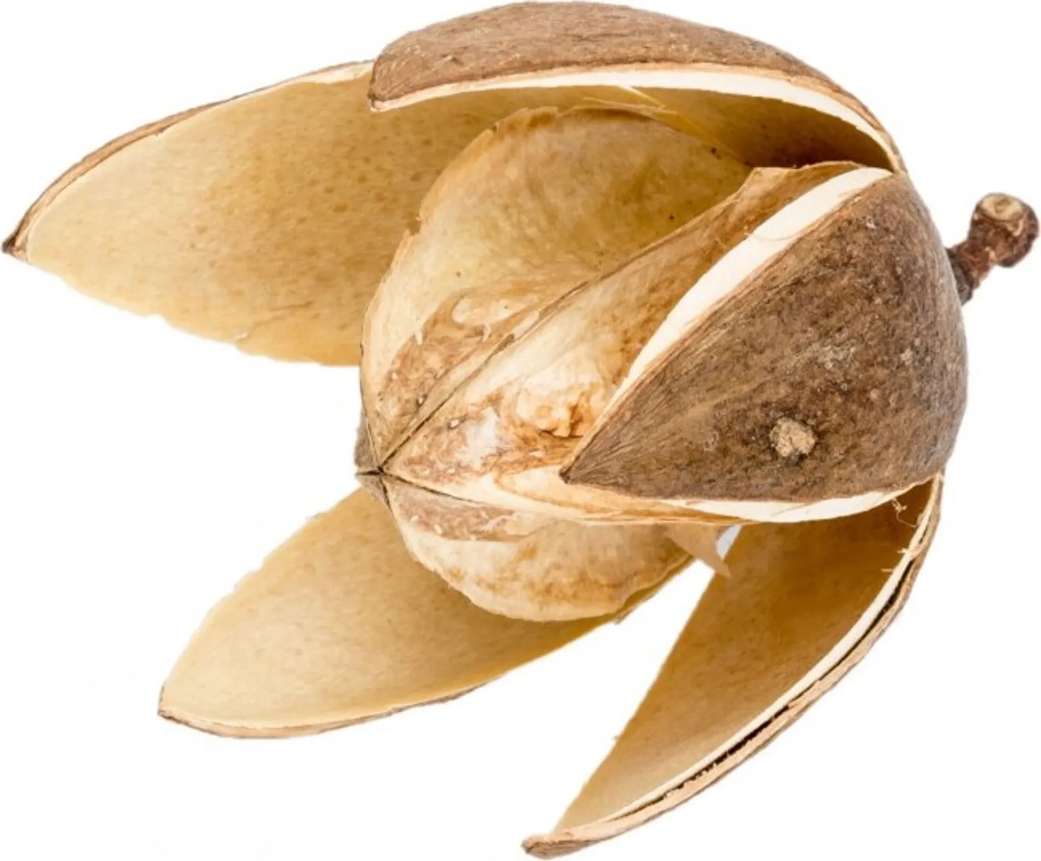 NaDeco Wildlilie – Natur, ca. 6 cm