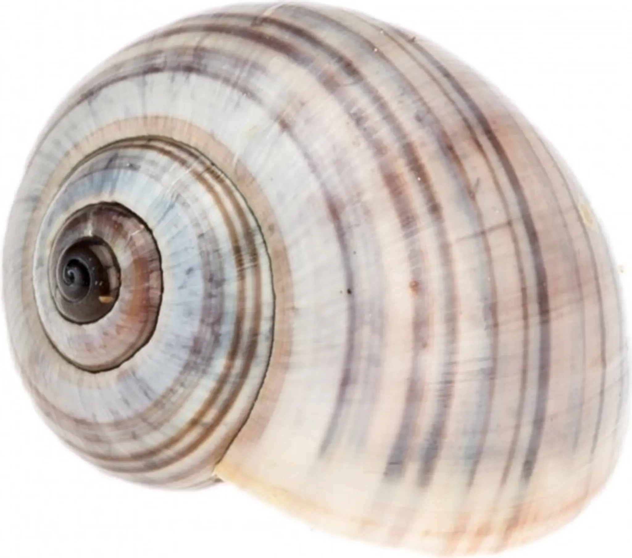 NaDeco Deko-Schneckenhaus – Pila ampullacea (ca. 3–4 cm)