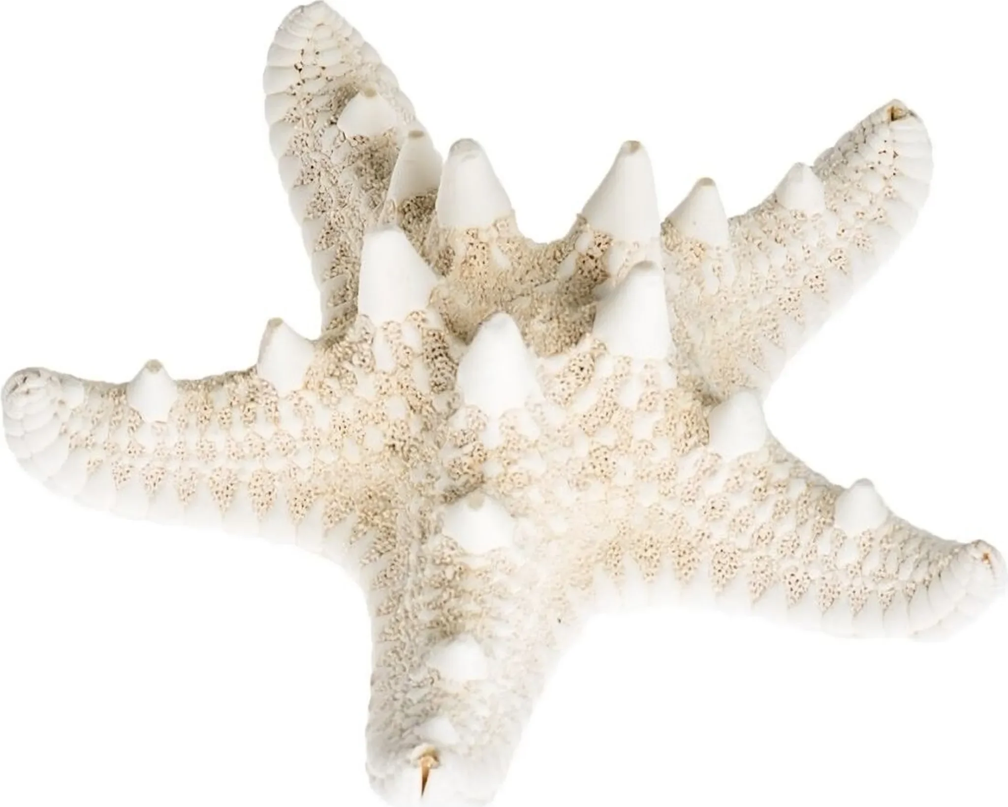 NaDeco Noppen-Seestern gebleicht – Protoreaster nodosus (5–7 cm)