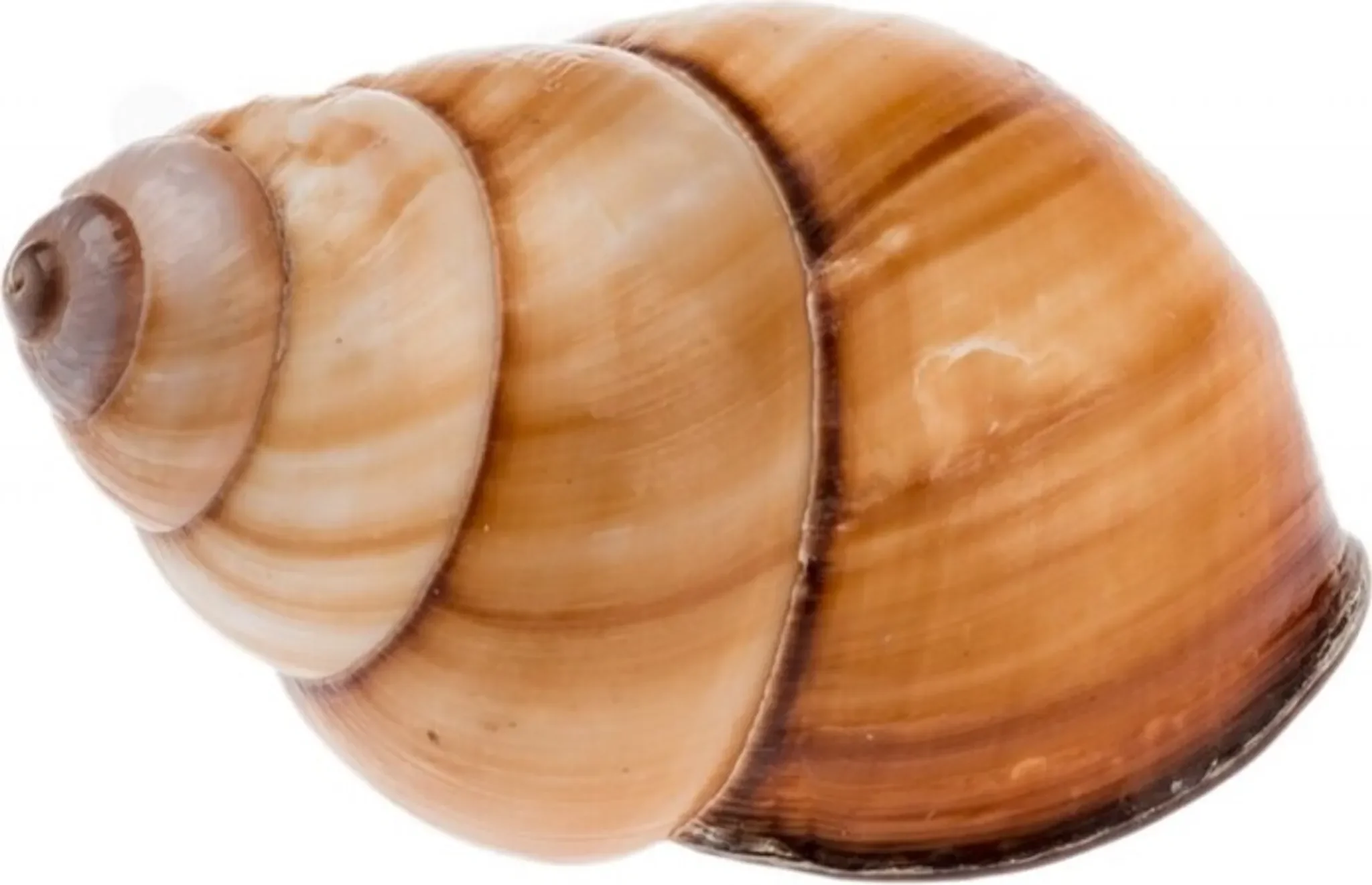 NaDeco Deko-Schneckenhaus – Helicostyla rufogastra (ca. 4–5 cm)